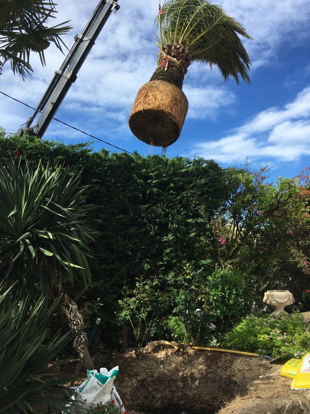 abattage palmier cannes - mougins - grasse - micena jardin