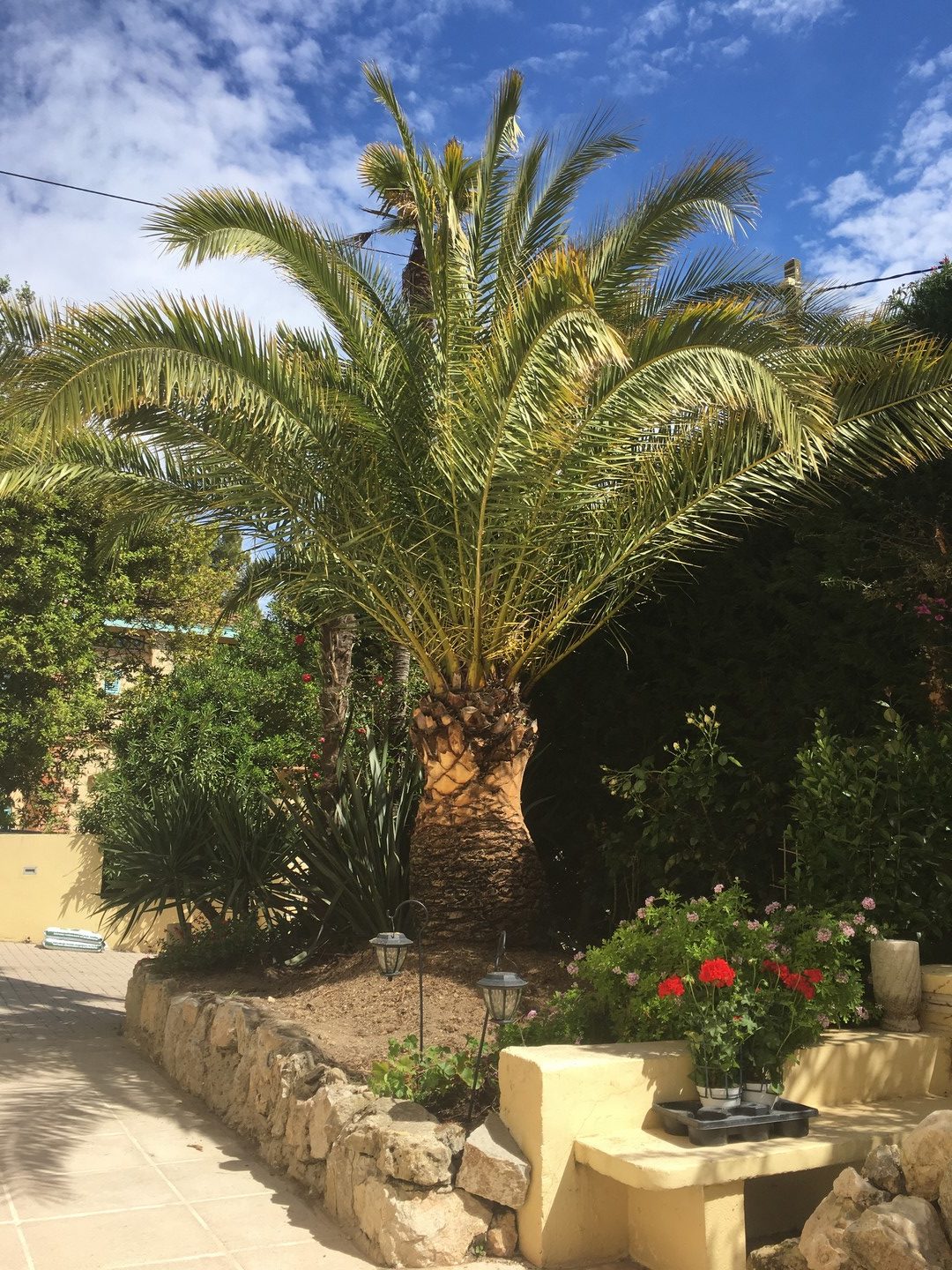 abattage palmier cannes - mougins - grasse - micena jardin