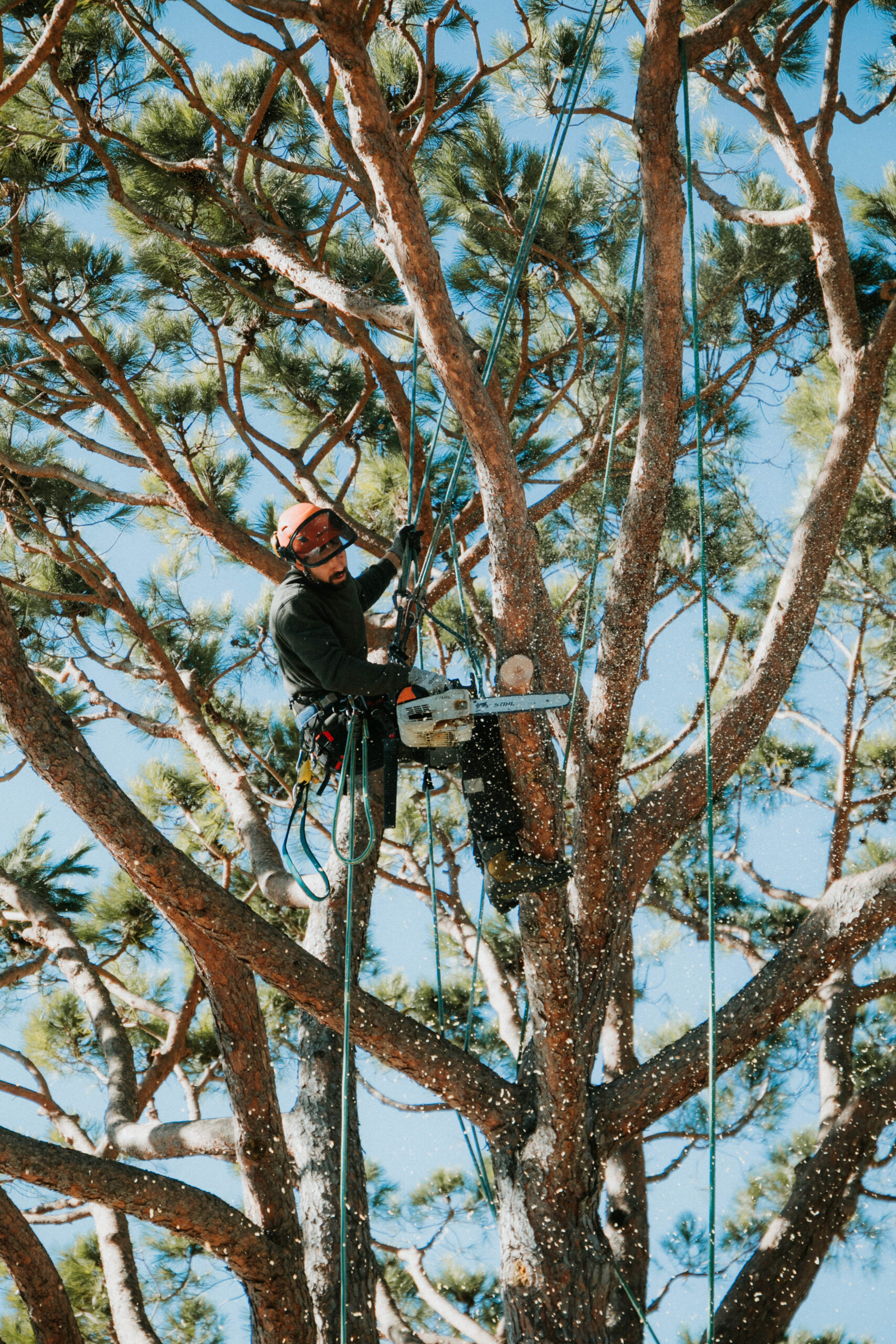 professionnel elagage arbre cannes - abattage arbres mandelieu - jardinier alpes maritimes - micena jardin